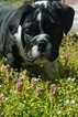 Small Photo #5 English Bulldog Puppy For Sale in CASTALIA, NC, USA