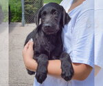 Small #2 Irish Wolfhound Mix