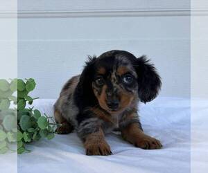 Dachshund Puppy for sale in FREDONIA, PA, USA