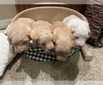 Small Photo #6 Goldendoodle Puppy For Sale in LITTLE FLOCK, AR, USA