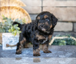 Small Photo #3 Poovanese Puppy For Sale in SUGARCREEK, OH, USA