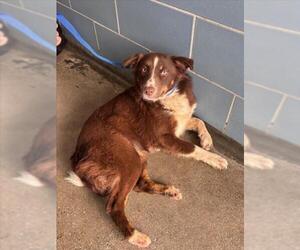 Australian Shepherd Dogs for adoption in Norco, CA, USA