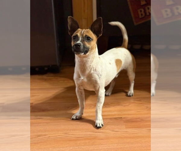 Medium Photo #2 Chihuahua-Unknown Mix Puppy For Sale in Brewster, NY, USA