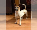 Small #1 Chihuahua Mix