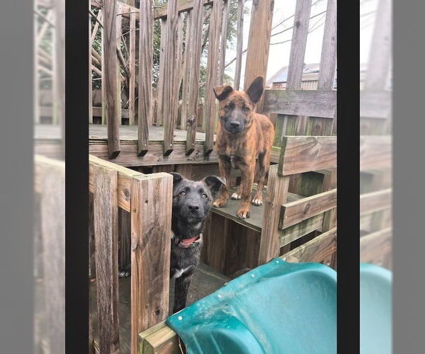 Medium Photo #3 Mutt Puppy For Sale in Imlay City, MI, USA