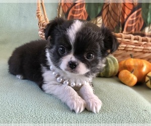 Chihuahua Puppy for sale in NEWVILLE, PA, USA