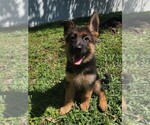 Small Photo #4 German Shepherd Dog Puppy For Sale in ORLANDO, FL, USA