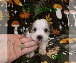 Small #5 Chizer