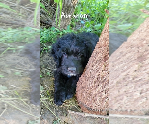 Medium Photo #3 Bernedoodle-Bernese Mountain Dog Mix Puppy For Sale in LONG GROVE, IA, USA