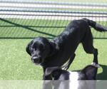 Small #1 Labrador Retriever Mix
