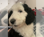 Small Photo #5 Sheepadoodle Puppy For Sale in CONROE, TX, USA