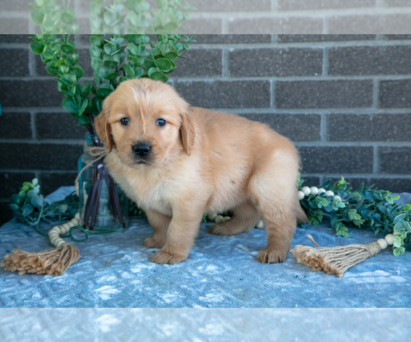 Medium Photo #1 Golden Retriever Puppy For Sale in MILLERSBURG, OH, USA