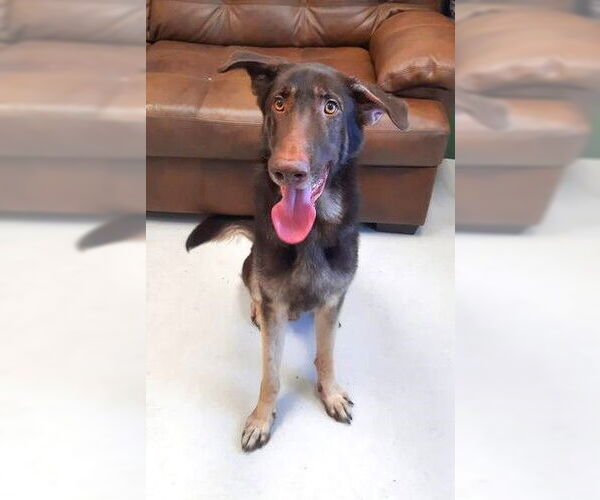 Medium Photo #1 Doberman Pinscher-German Shepherd Dog Mix Puppy For Sale in Mt. Gilead, OH, USA