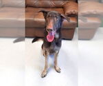 Small Doberman Pinscher-German Shepherd Dog Mix