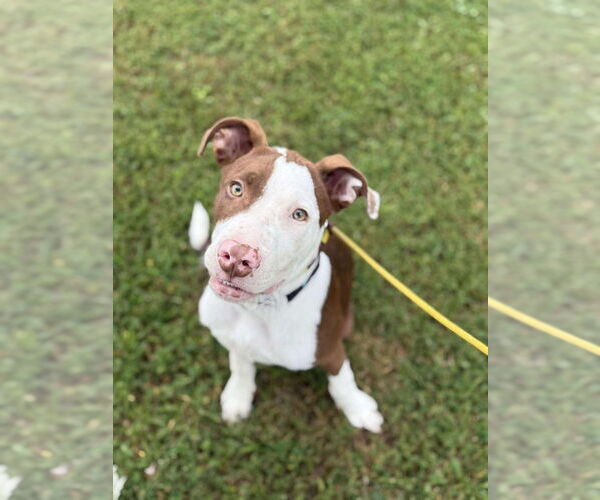 Medium Photo #2 Mutt Puppy For Sale in Foristell, MO, USA