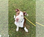 Small #1 Mutt