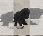 Small Photo #4 Poodle (Standard) Puppy For Sale in GARDEN CITY, KS, USA