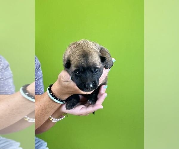 Medium Photo #2 Belgian Malinois Puppy For Sale in S CHARLESTON, WV, USA