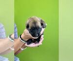 Small Photo #21 Belgian Malinois Puppy For Sale in S CHARLESTON, WV, USA