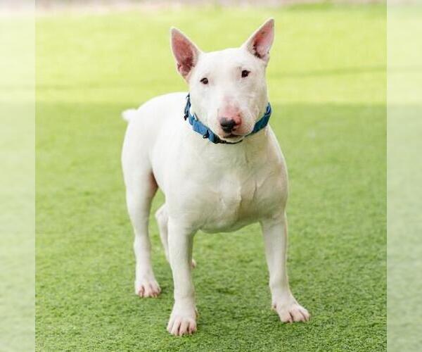 Medium Photo #2 Bull Terrier Puppy For Sale in Camarillo, CA, USA
