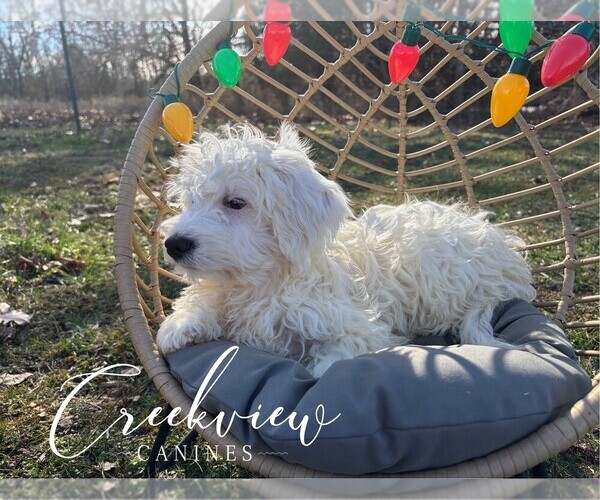 Medium Photo #5 Havachon Puppy For Sale in NIANGUA, MO, USA