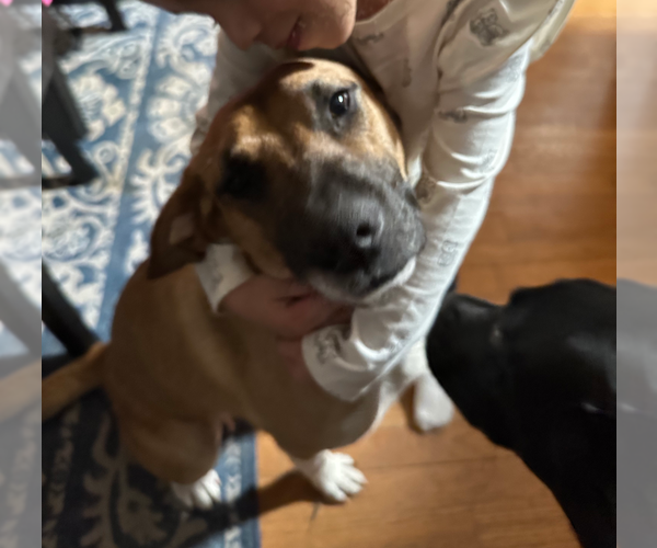 Medium Photo #2 Mutt Puppy For Sale in Holly Springs, NC, USA