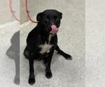Small American Pit Bull Terrier Mix