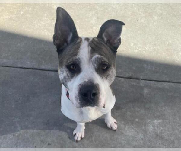 Medium Photo #1 Mutt Puppy For Sale in Martinez, CA, USA