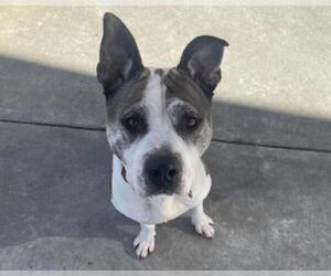 Mutt Dogs for adoption in Martinez, CA, USA