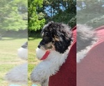 Small Photo #4 Cavalier King Charles Spaniel-Cavapoo Mix Puppy For Sale in HAMPTON, VA, USA