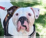 Small American Bulldog