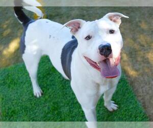 American Staffordshire Terrier Dogs for adoption in Tallahassee, FL, USA