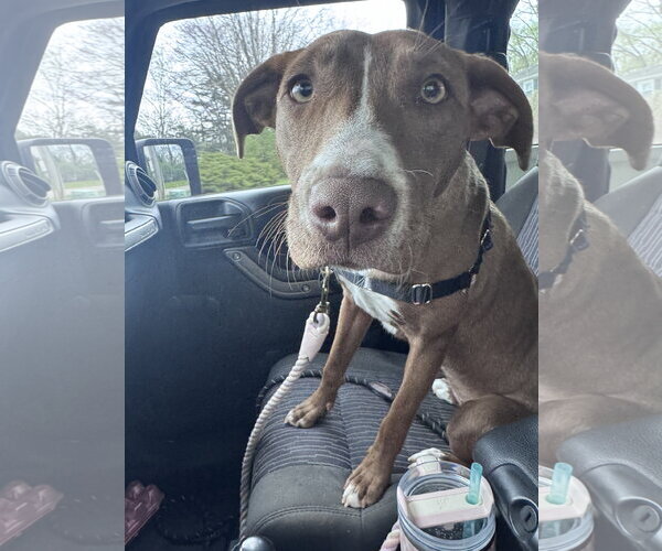 Medium Photo #14 Labrador Retriever-Unknown Mix Puppy For Sale in Columbus, IN, USA