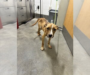 Mutt Dogs for adoption in Forestville, MD, USA