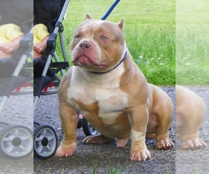 Father of the American Bully puppies born on 05/08/2022