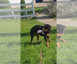 Small #4 Rottweiler Mix