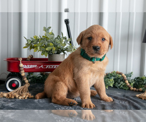 Golden Labrador Litter for sale in BEACH CITY, OH, USA