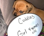 Small Photo #2 Puggle Puppy For Sale in CANADIAN LAKES, MI, USA