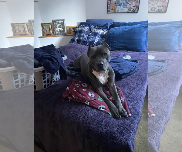 Medium Photo #3 American Pit Bull Terrier-Unknown Mix Puppy For Sale in Fort Collins, CO, USA