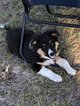 Small Photo #8 Australian Shepherd Puppy For Sale in WILLISTON, FL, USA