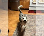 Small #4 Huskies  Mix