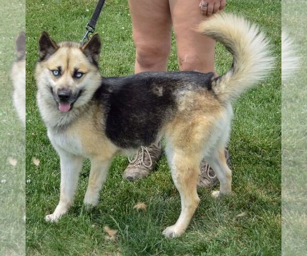 Medium Photo #2 German Shepherd Dog-Huskies  Mix Puppy For Sale in Huntley, IL, USA