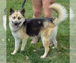 Small #1 German Shepherd Dog-Huskies  Mix