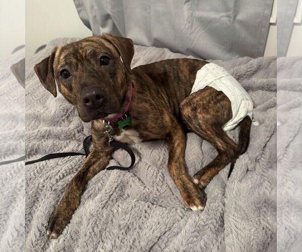 Medium Photo #17 Mutt Puppy For Sale in Fargo, ND, USA