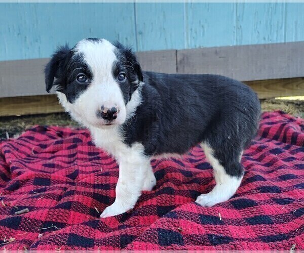 Medium Photo #13 Border Collie Puppy For Sale in NORBORNE, MO, USA