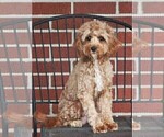 Small Photo #1 Cavapoo (Miniature) Puppy For Sale in SYRACUSE, IN, USA