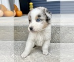 Small #5 Australian Shepherd