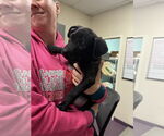Small #1 Labrador Retriever Mix