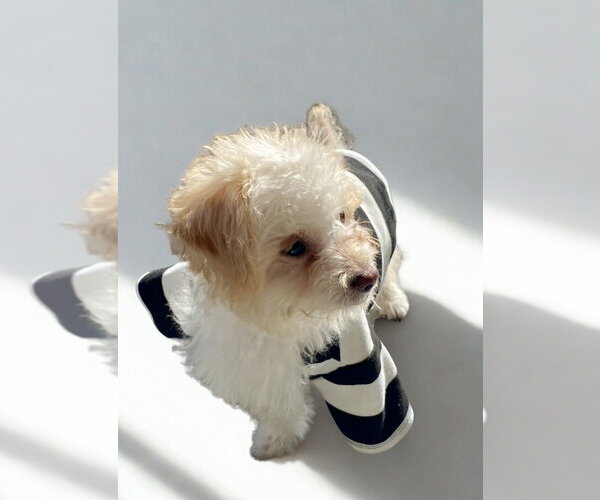 Medium Photo #2 Maltipoo (Miniature) Puppy For Sale in San Diego, CA, USA