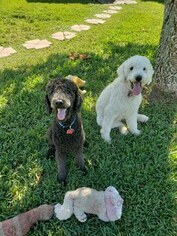 Mother of the Goldendoodle puppies born on 01/11/2019